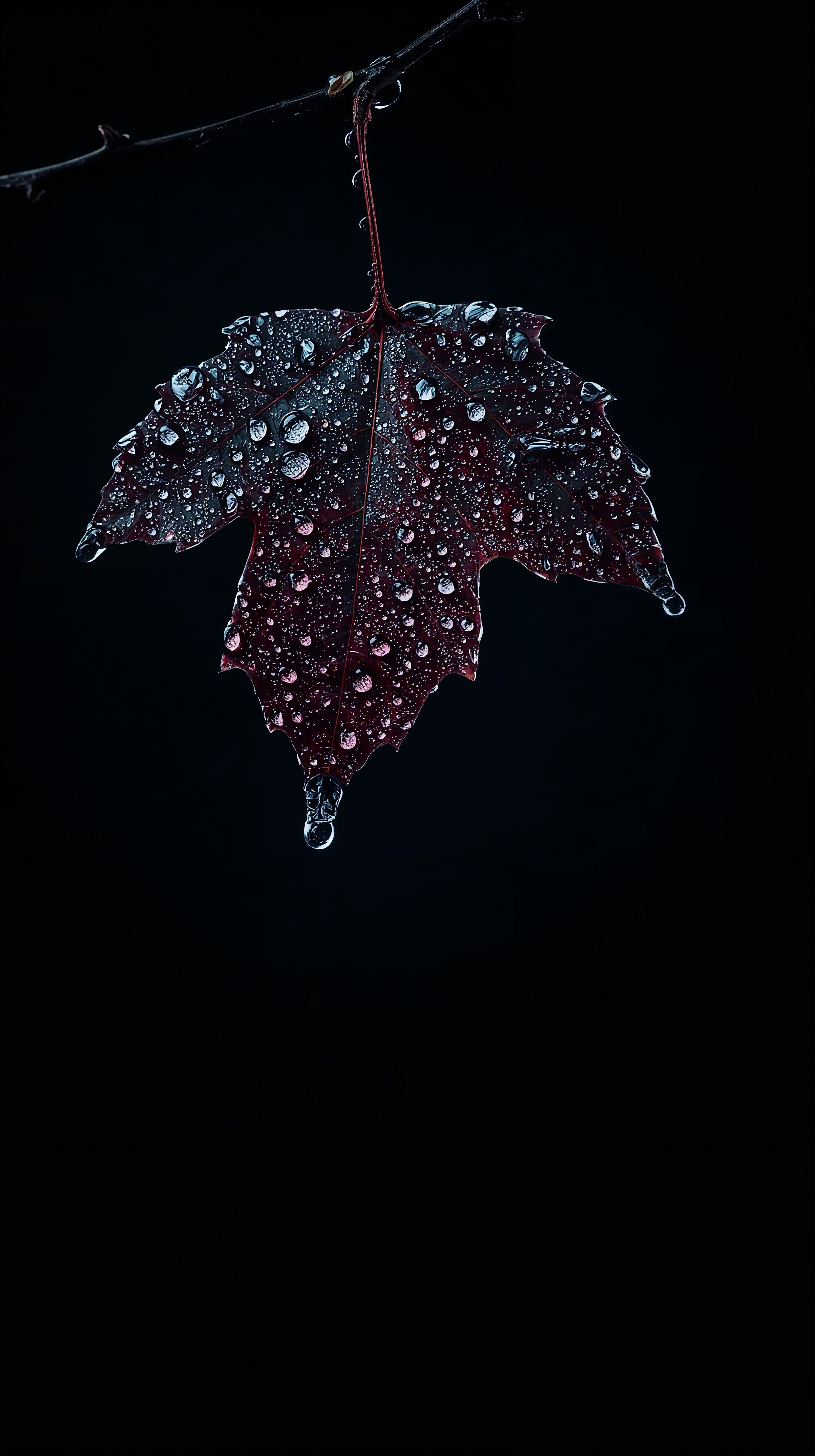Moody Maple Leaf: Dark Nature Art Phone Wallpaper