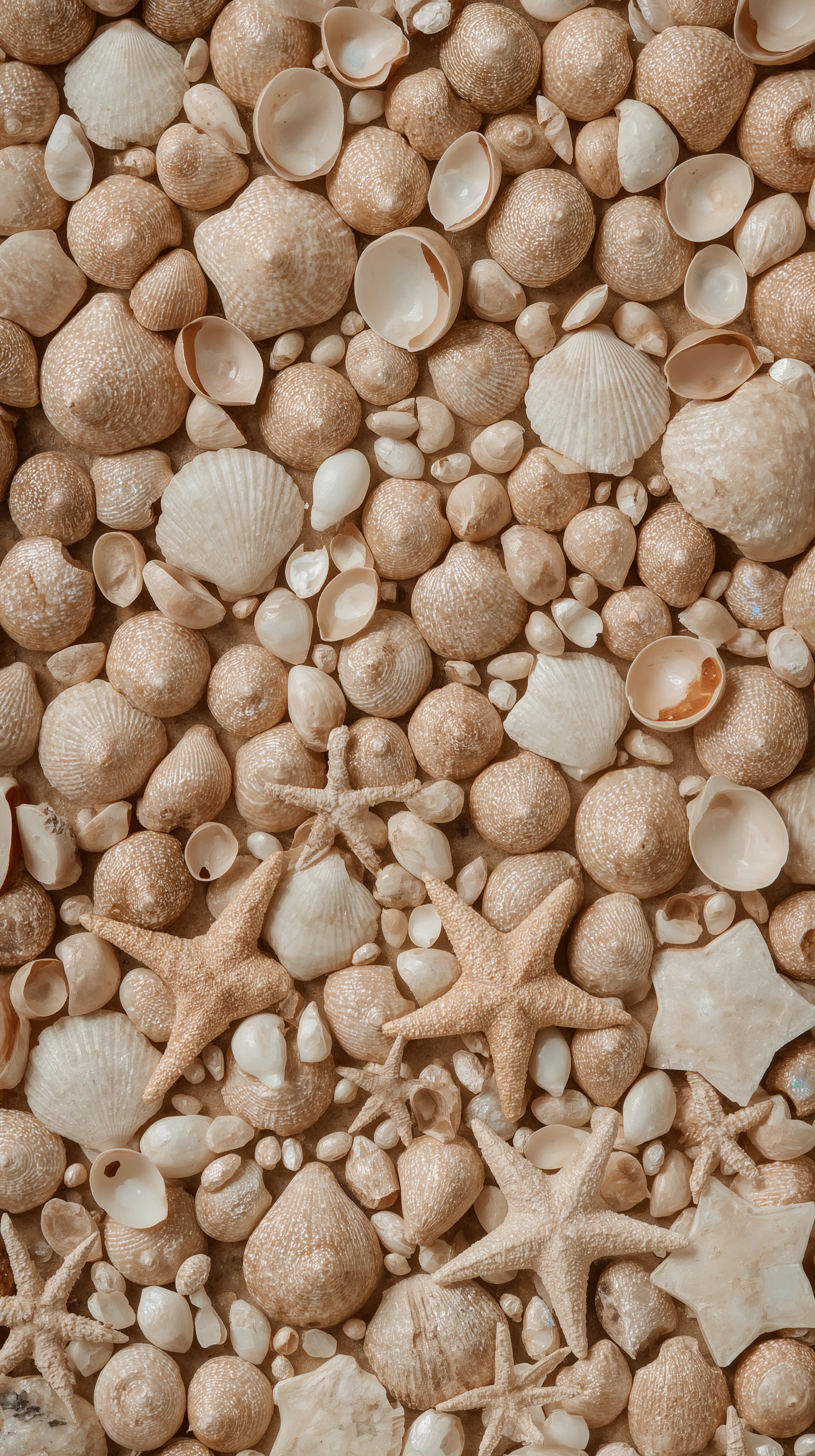 Pearl Shell Aesthetic: Elegant Seashell Wallpaper for Nature Lovers